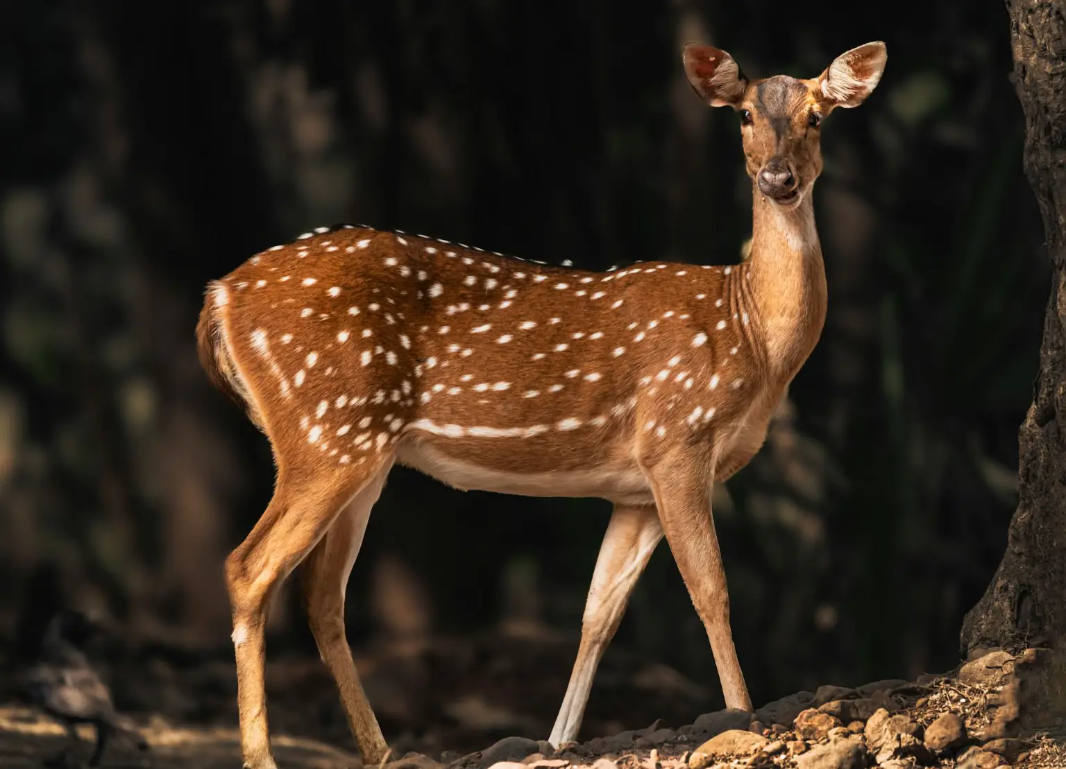 pexels-banhisikha-banerjee-2150178564-31031997