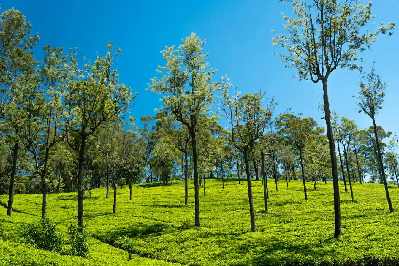 pexels-thilina-alagiyawanna-3266092-36847092